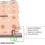 Epidermolysis bullosa - białka łączące naskórek i skórę właściwą