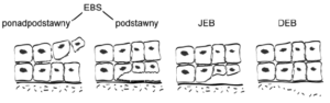 4_powstawanie_pecherza